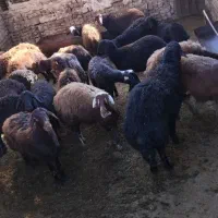 میش درجه یک