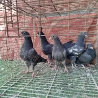 کبوتر تیدی پرش سنگین