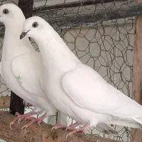 کبوتر پرشی و پلاکی