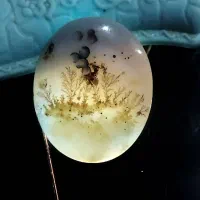 سنگ شجر|کلکسیون اشیاء عتیقه|شیراز, منطقه هوایی شهید دوران|دیوار