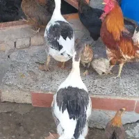 غاز و خروس