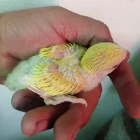 جوجه کوتوله سرلاکی وفنچ بنگالی کاردادن باارسال