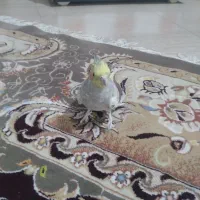 عروس هلندی ماده