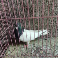 کله سیاه