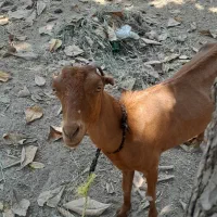 تالی فروشی