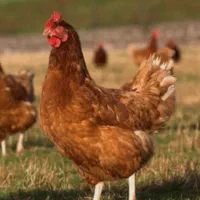 مرغ بومی تخم گذار