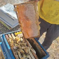 عسل بهاره طبیعی برداشت ۲۸ خرداد