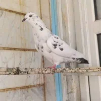 کفتر