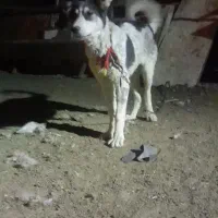 توله،سگ