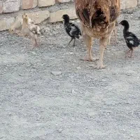 مرغ اصیل سراوان غفوراباد