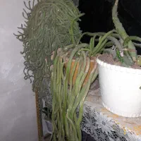 گل کاکتوس
