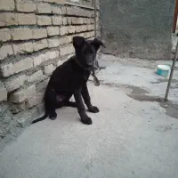 سگ  توله ژرمن بلک