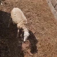 بره ماده