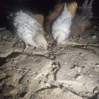 جوجه مرغ و خروس