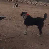 سگ  نر|سگ|فلارد, |دیوار