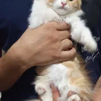 بچه گربه