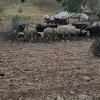 میش بره ..‌