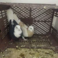 نروماده شازرد به شرط تخموجوجه جفتش