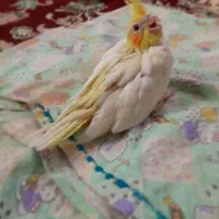 جوجه عروس هلندی