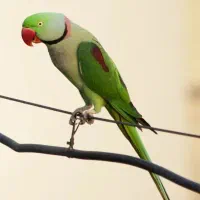 شاه طوطی