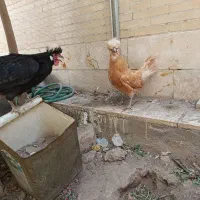 مرغ لهستانی