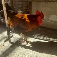 فروش انواع مرغ تخم گذار و خروس محلی چاق و درشت
