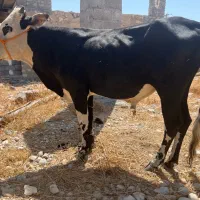 گوساله نر دورگ سمینتال و دورگ هلشتاین