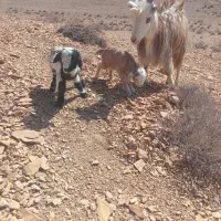 لبنیات محلی