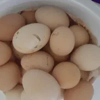 تخم مرغ.|خوردنی و آشامیدنی|نهاوند, |دیوار