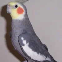 عروس هلندی نر