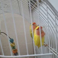 طوطی برزیلی