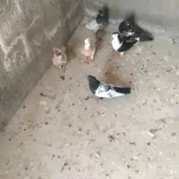 کبوتر پرشی و جفتگاه
