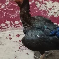 مرغ لاری تخم گذار