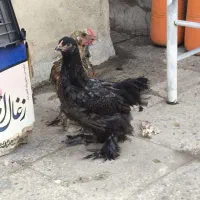 جوجه برهما
