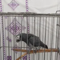 کاسکو دم شکلاتی نر با قفس و متعلقات