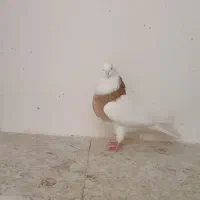 کبوتر نقابی طوقی