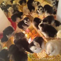 تخم مرغ نطفه دار و دستگاه جوجه کشی