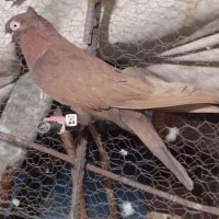 جفت سرخ وتافته ای آبادانی عروسک، نورآباد