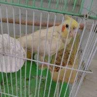 عروس هلندی