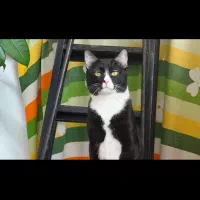 واگذاری گربه