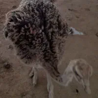 گم شده جوجه شترمرغ