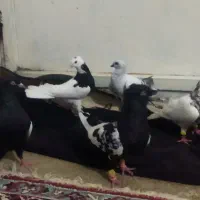 طوقی