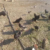 مرغ خروس