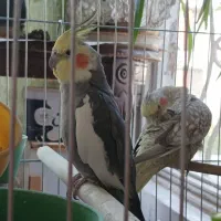 عروس هلندی