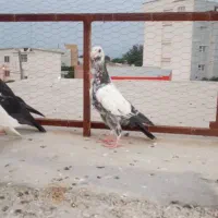 جوجه چیل|پرنده|گنبد کاووس, |دیوار