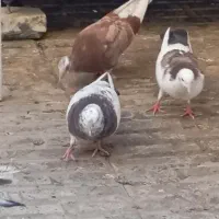 جوجه و کبوتر پرشی عالی