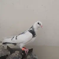 کبوتر ابلغ