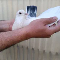 کبوتر پرشی درجه یک
