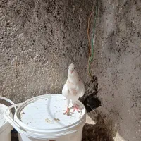 کفتر.کبوتر .پرنده