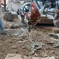 خروس گلین درشت